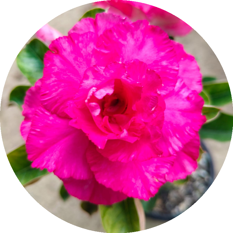 Adenium