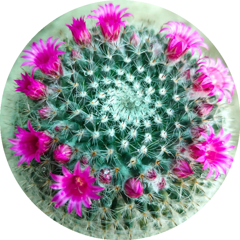 Cactus