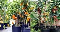 Fruit Plants