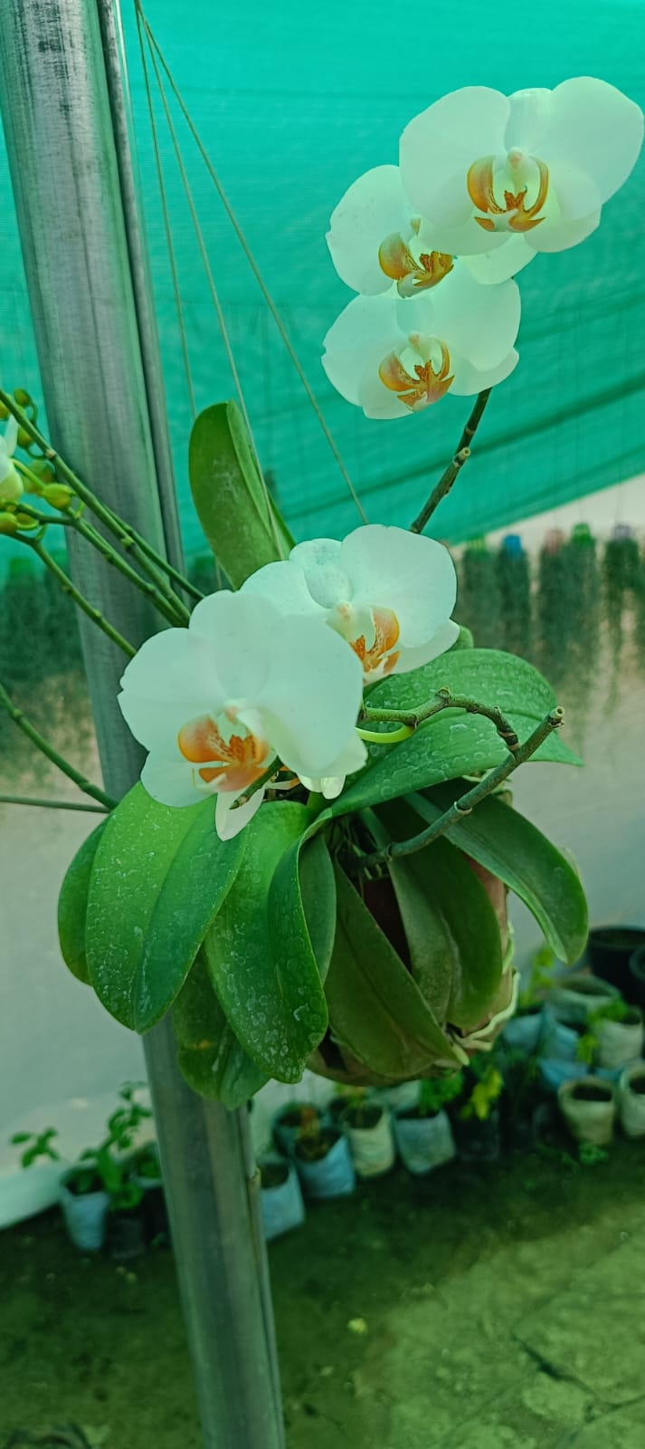 Orchids