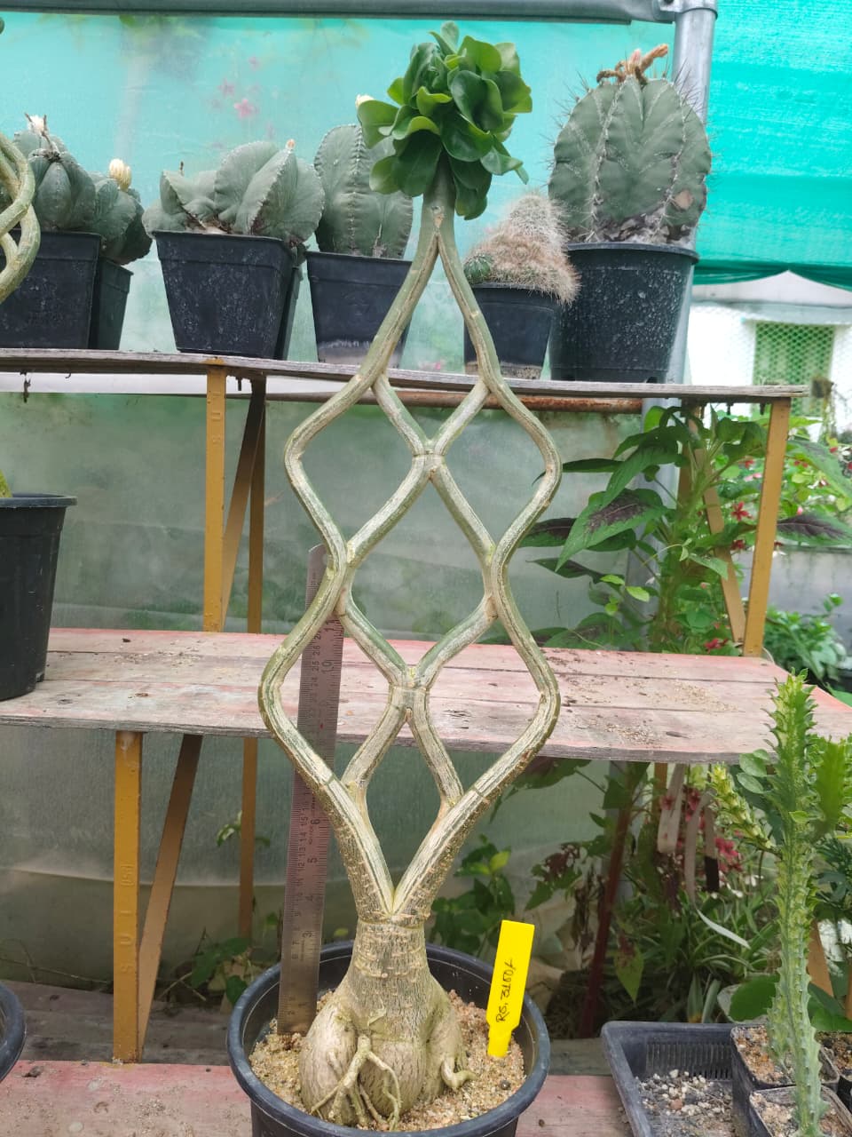 Adenium Model