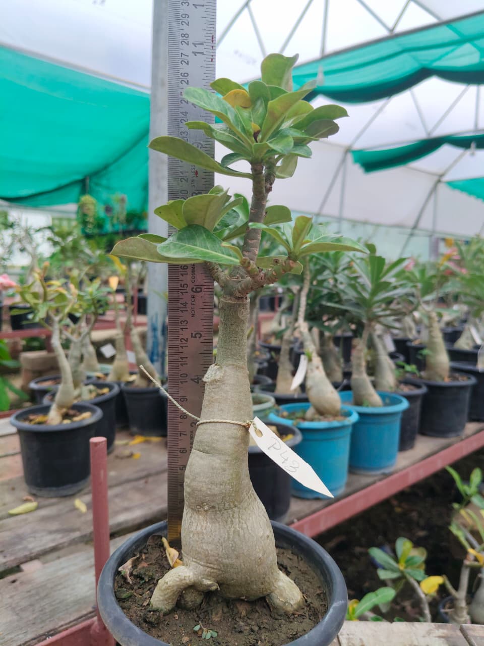 Plant Detail