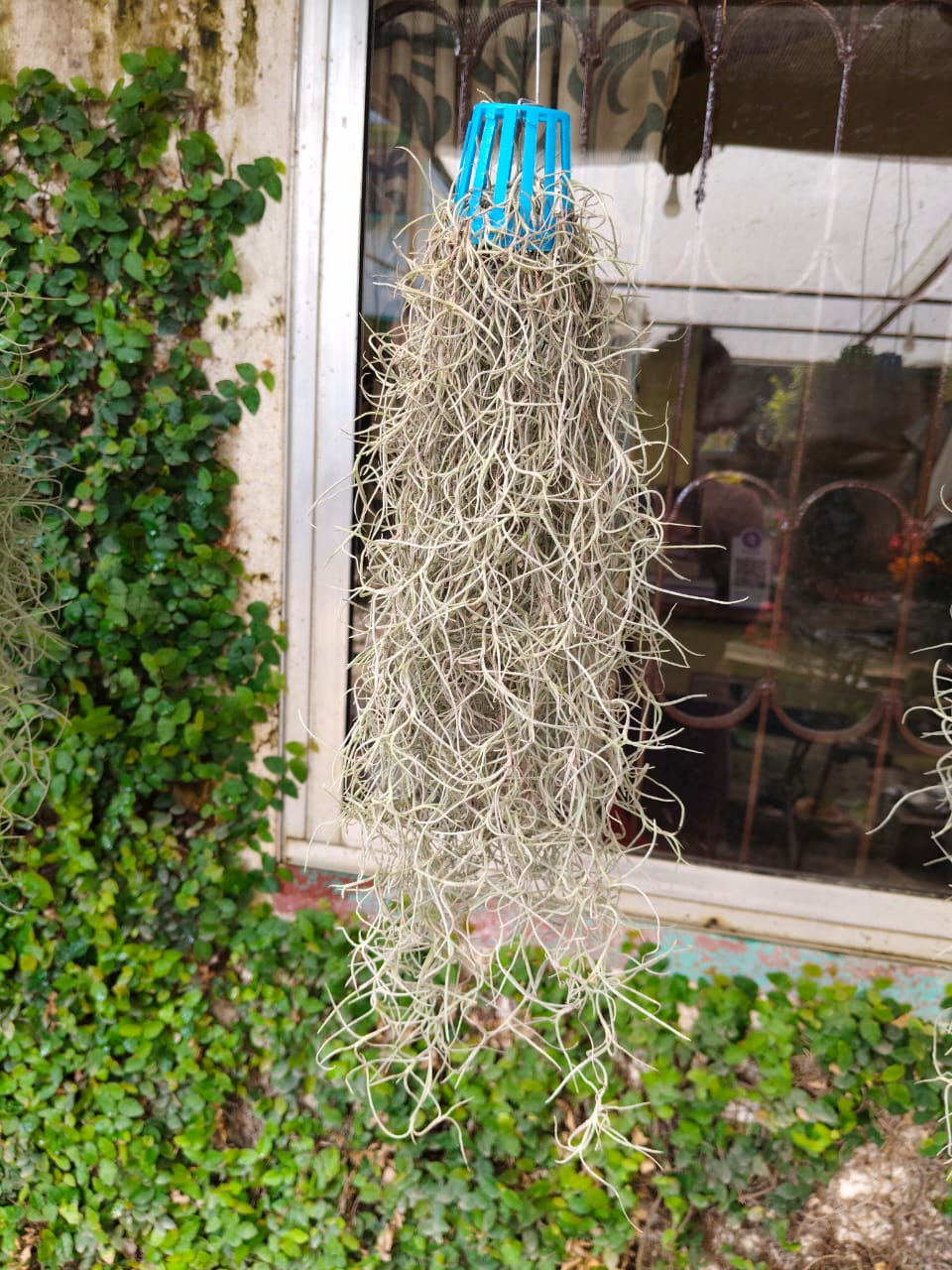 Spanish Moss (Tillandsia Usneoides)