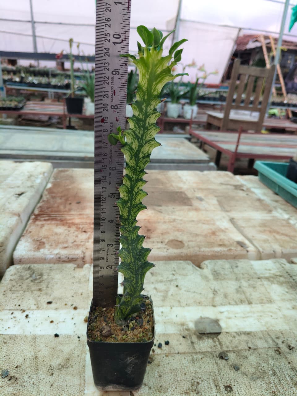 Euphorbia trigona 