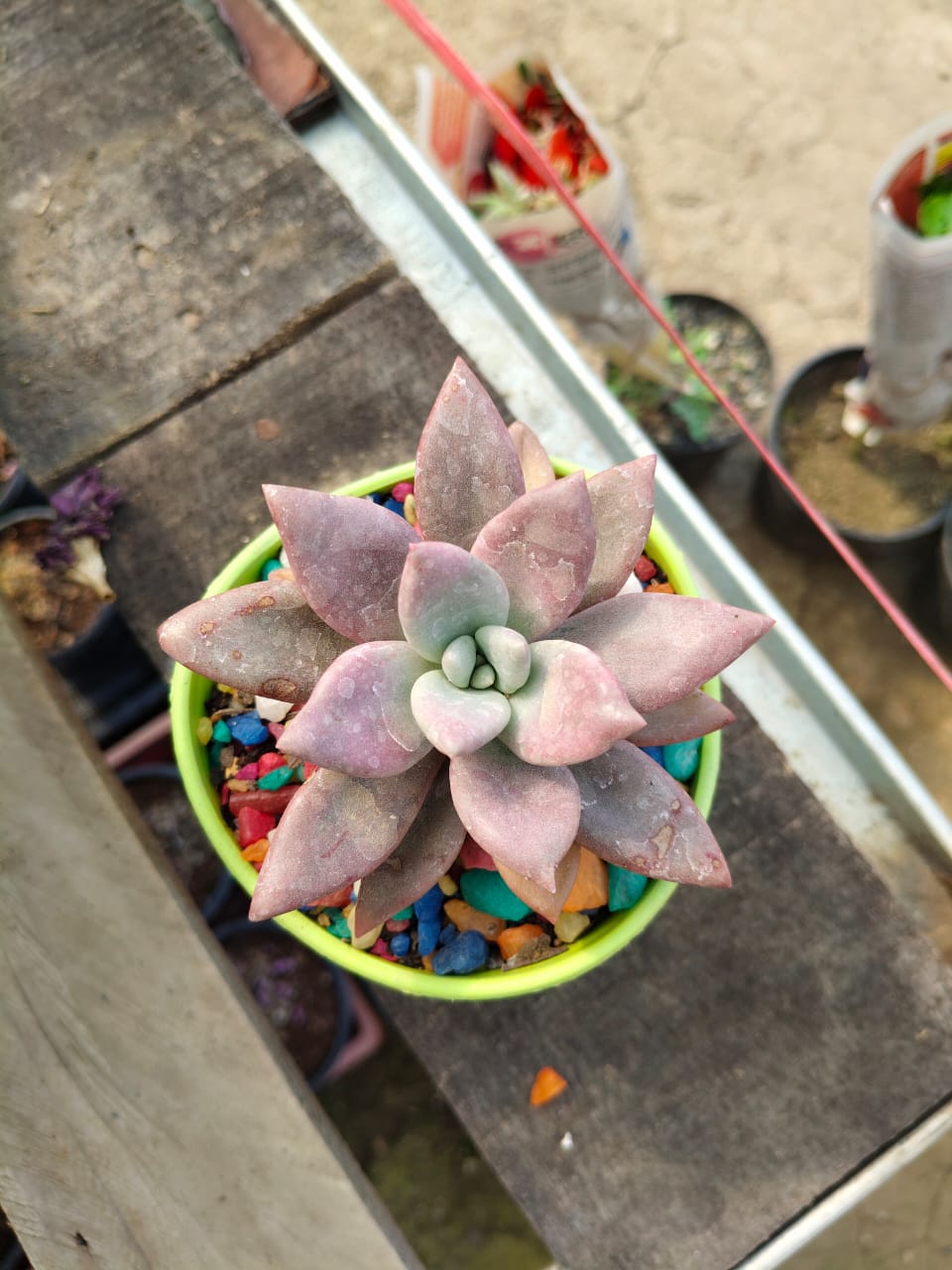 Graptoveria 