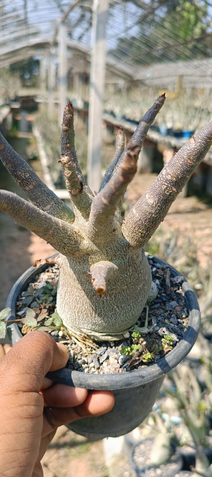 Adenium Arabicum