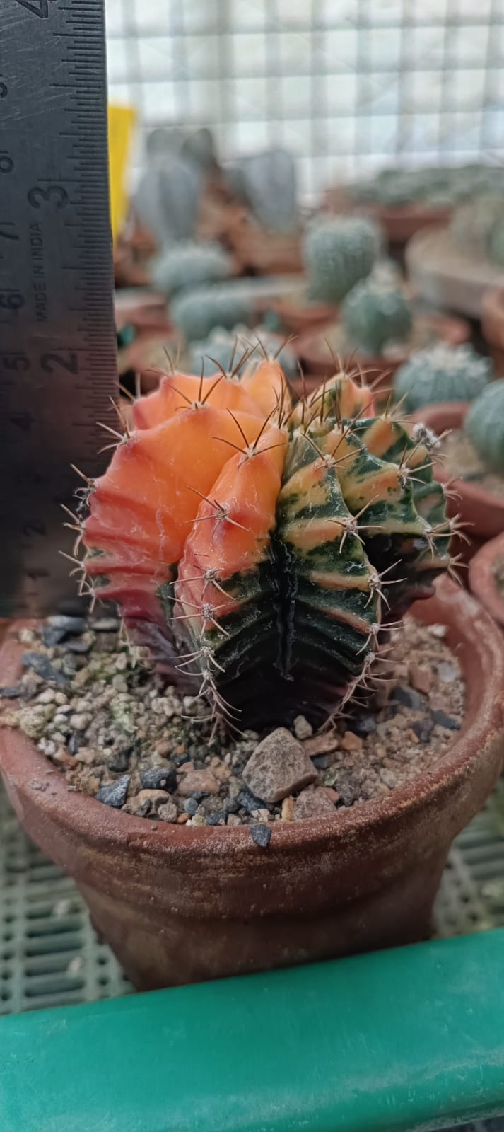 Gymnocalycium mihanovichii Red Nishiki