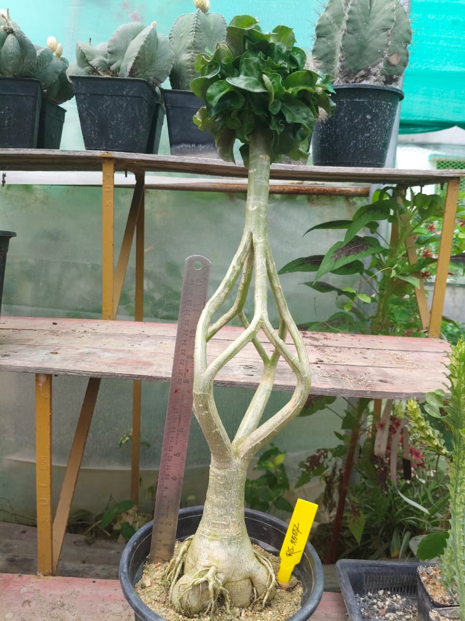 Plant Detail