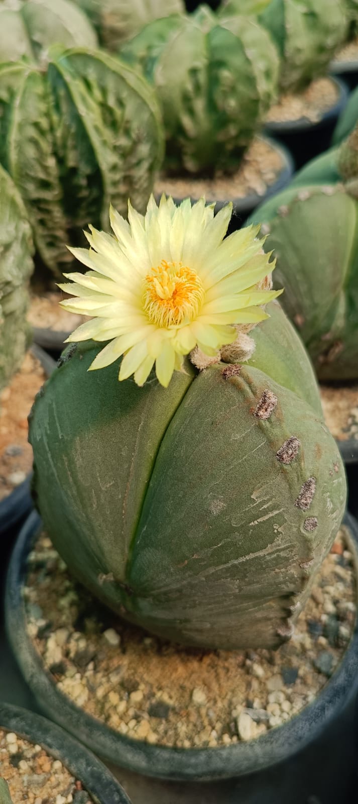 Astrophytum tricostatum nudum