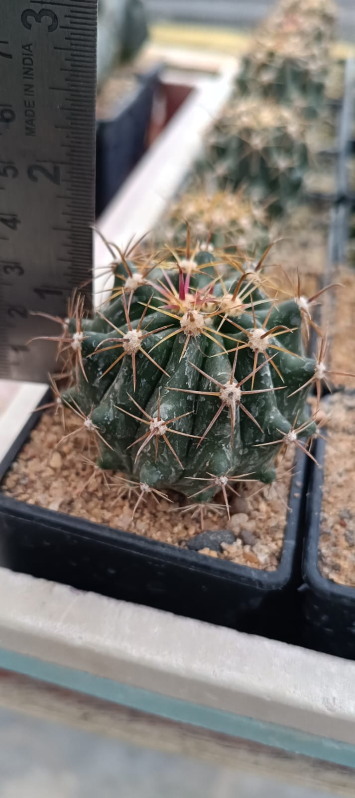 Ferocactus