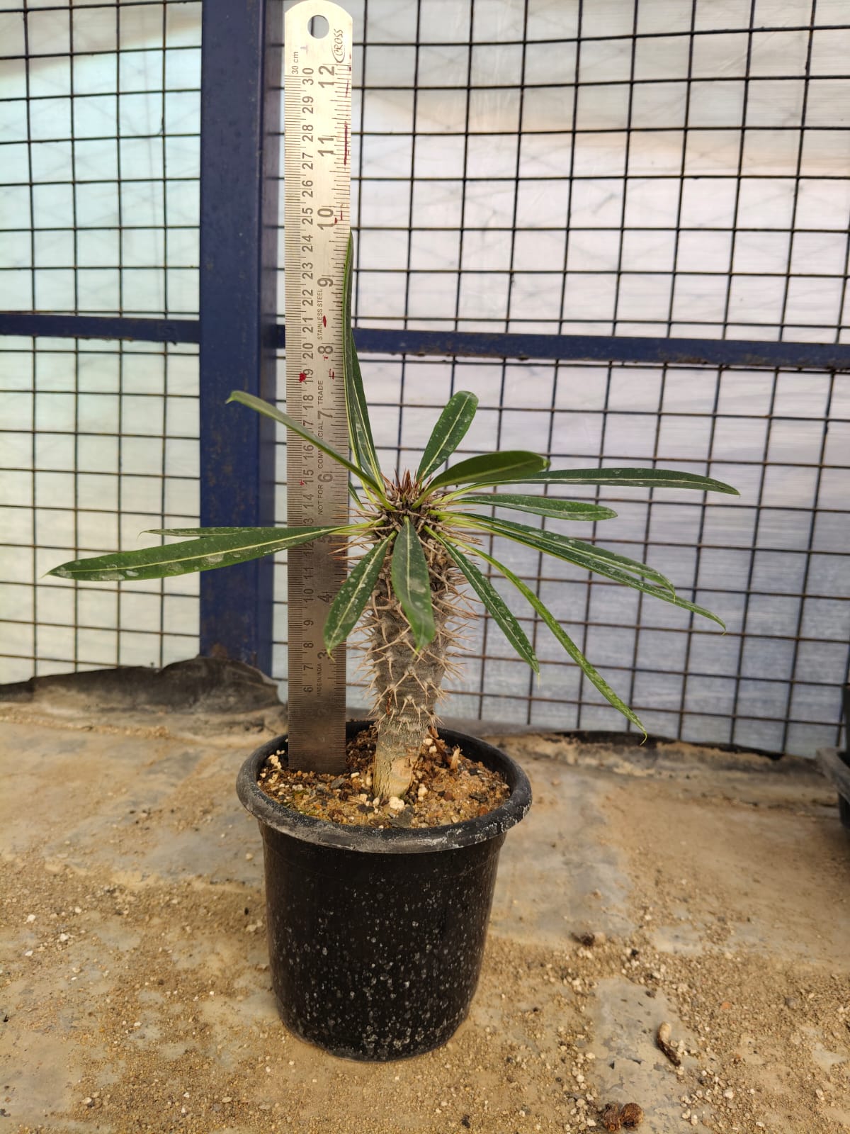 Pachypodium lamerii