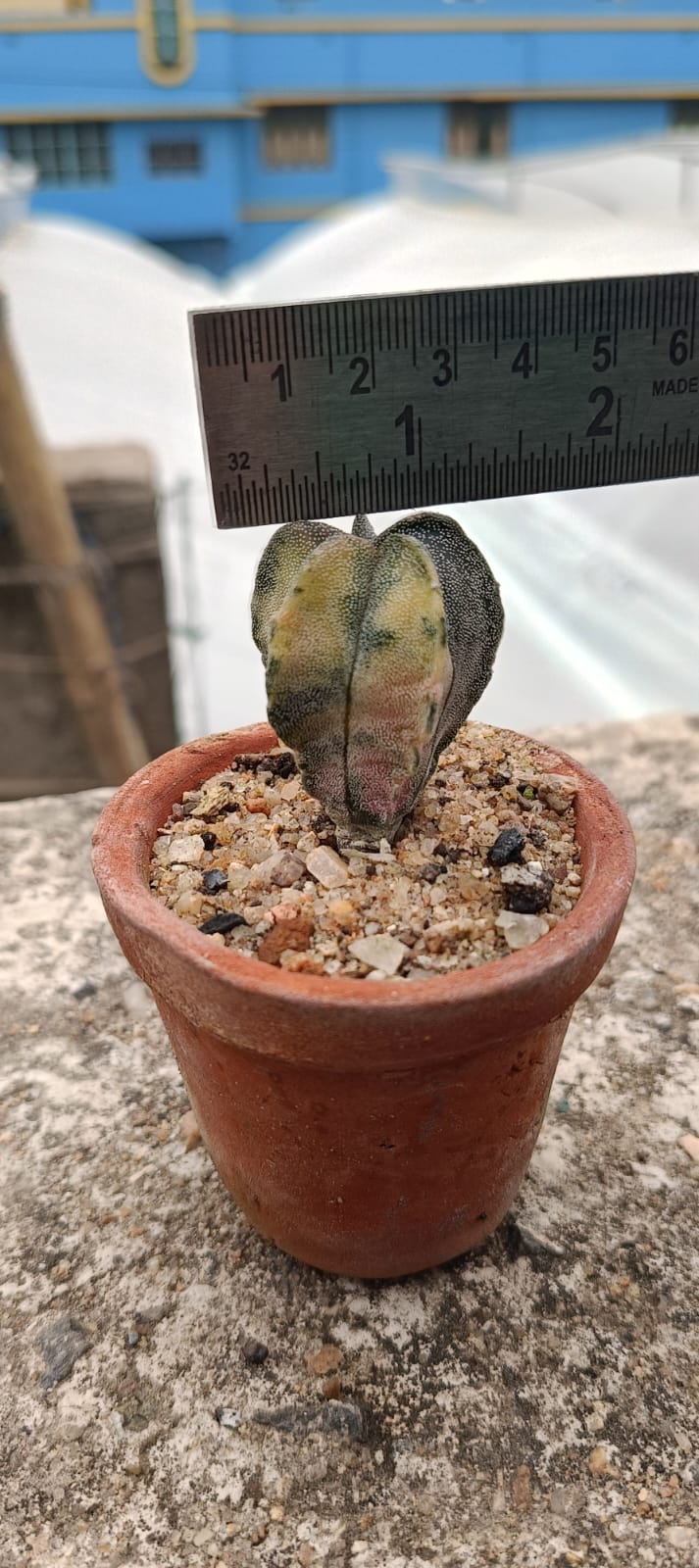 Plant Detail