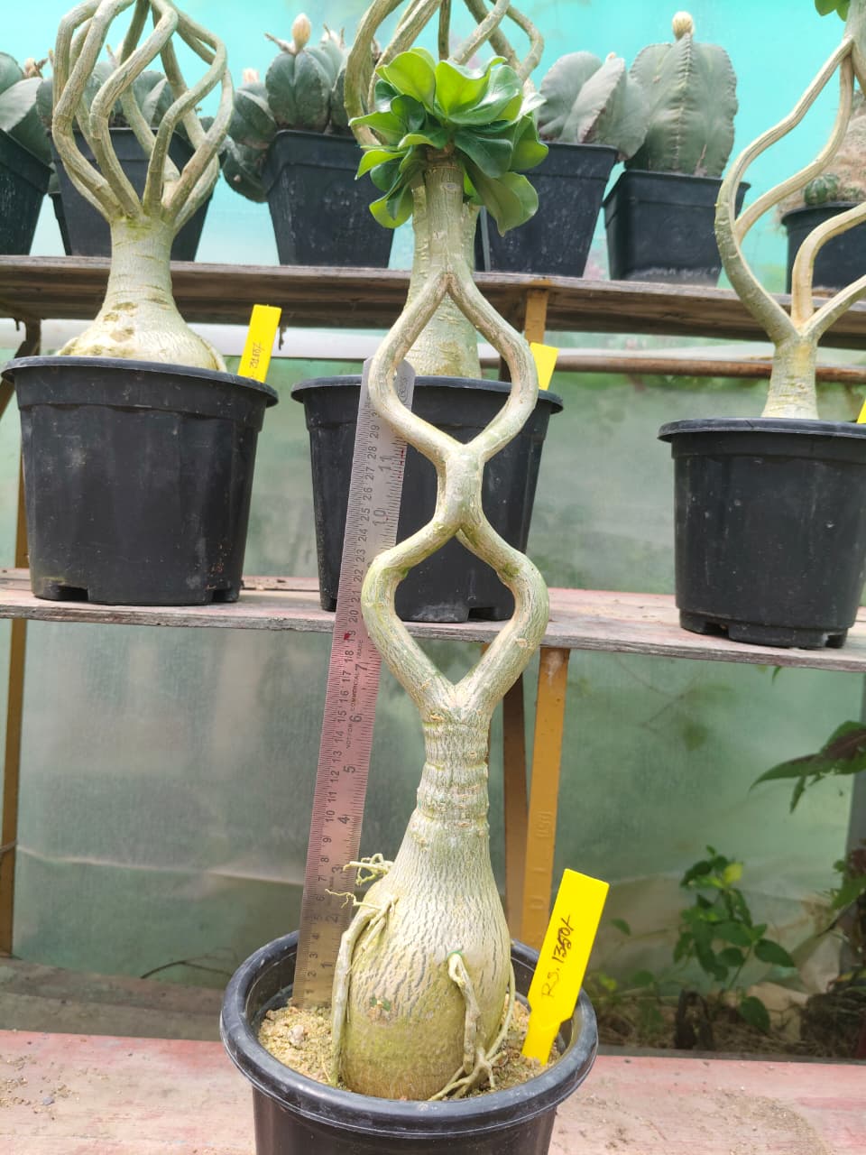 Adenium Model
