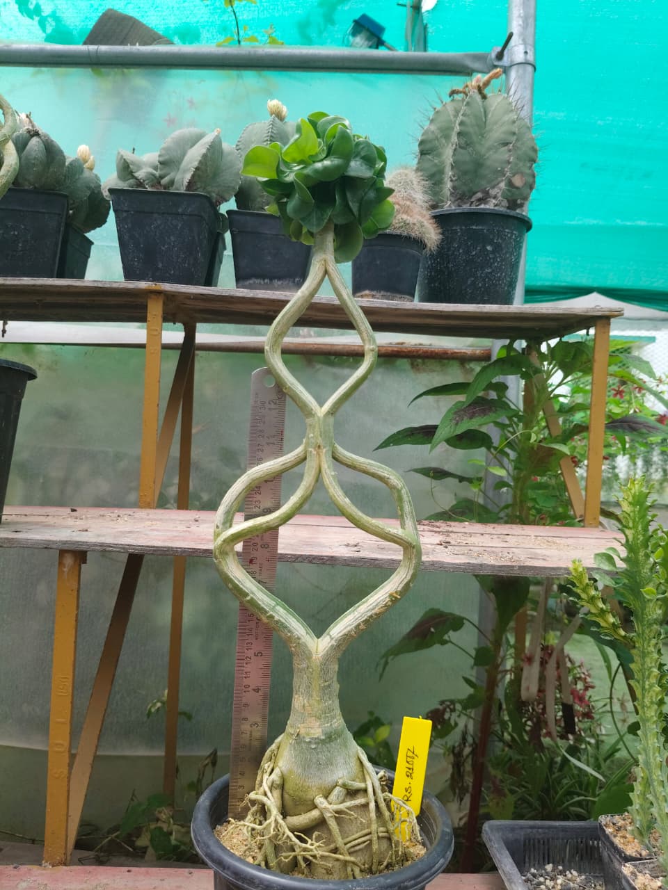 Adenium Model