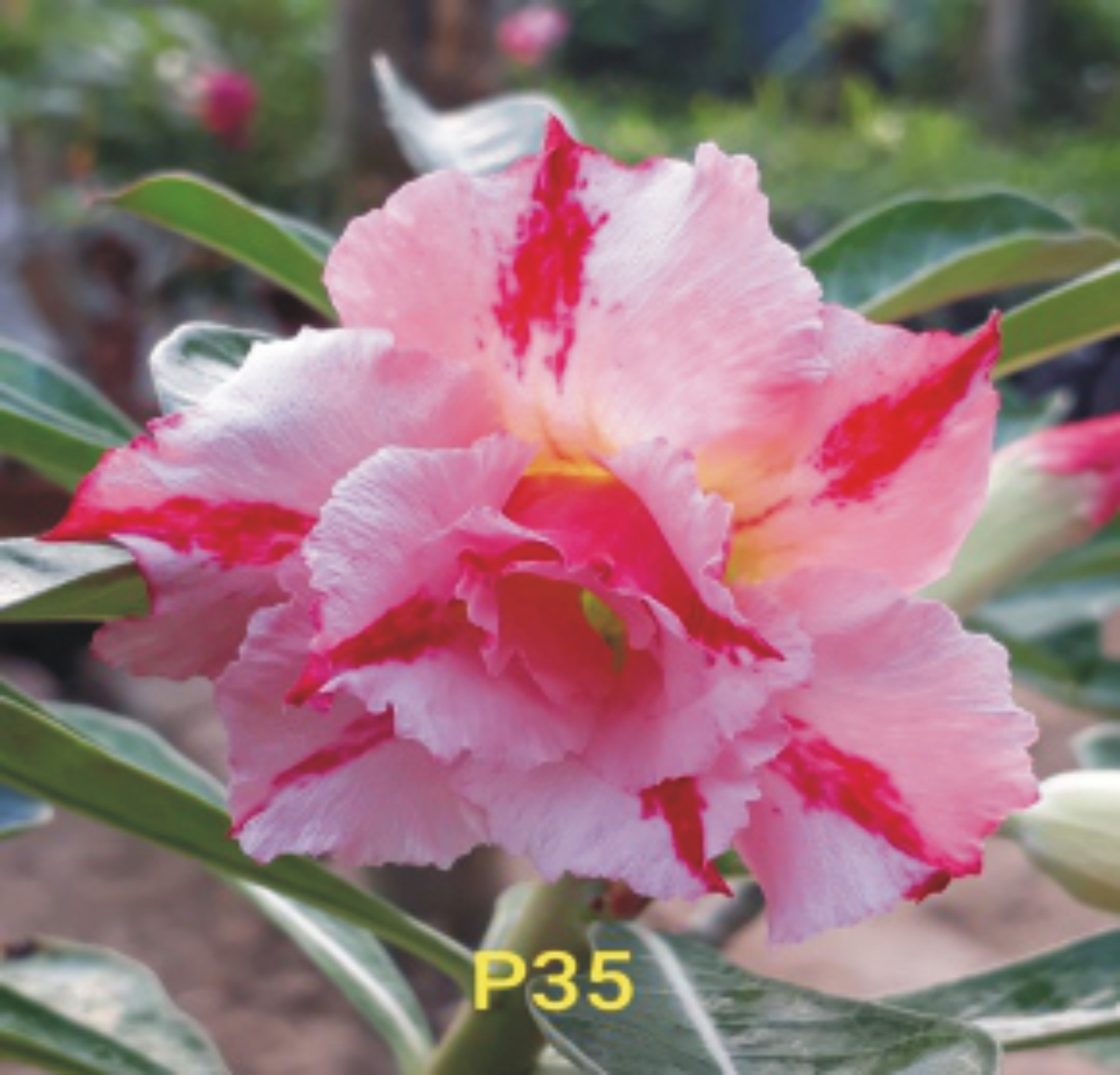 Adenium