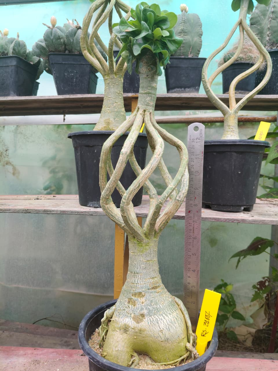 Adenium Model