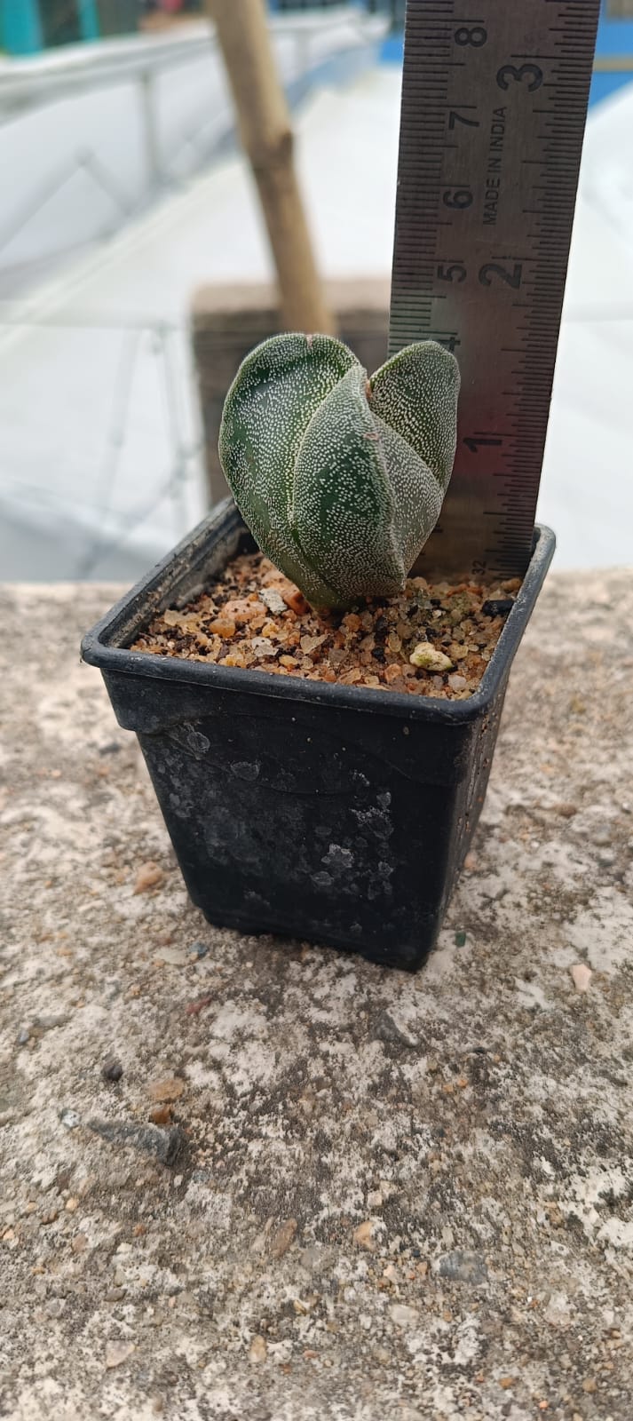 Plant Detail