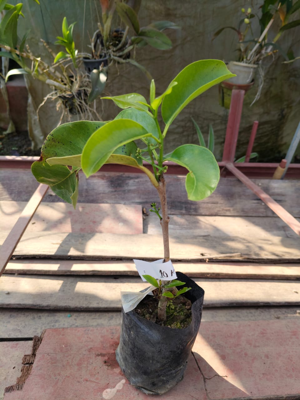 Jamun plant 