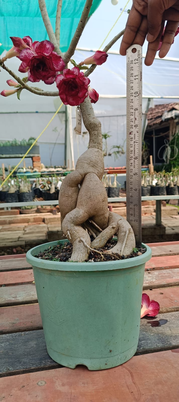 8`` POT