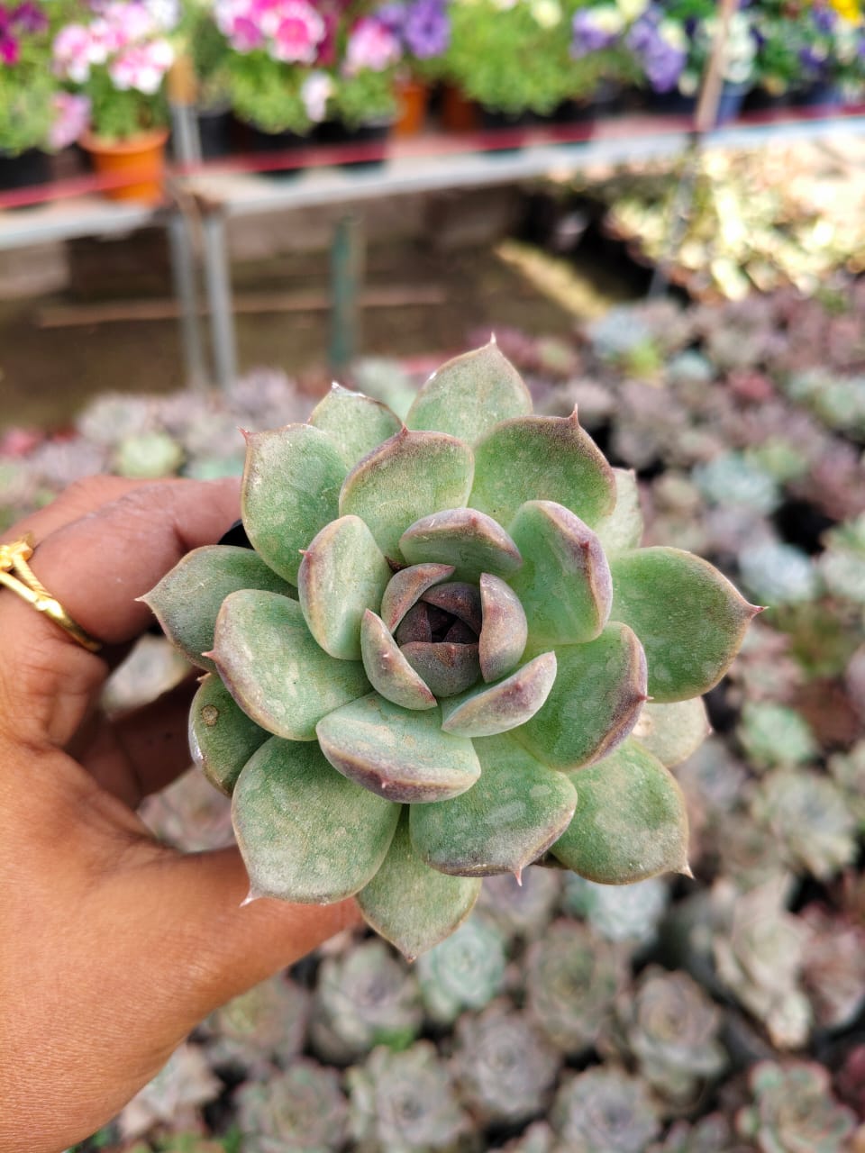 Echeveria gerelin monstrosus