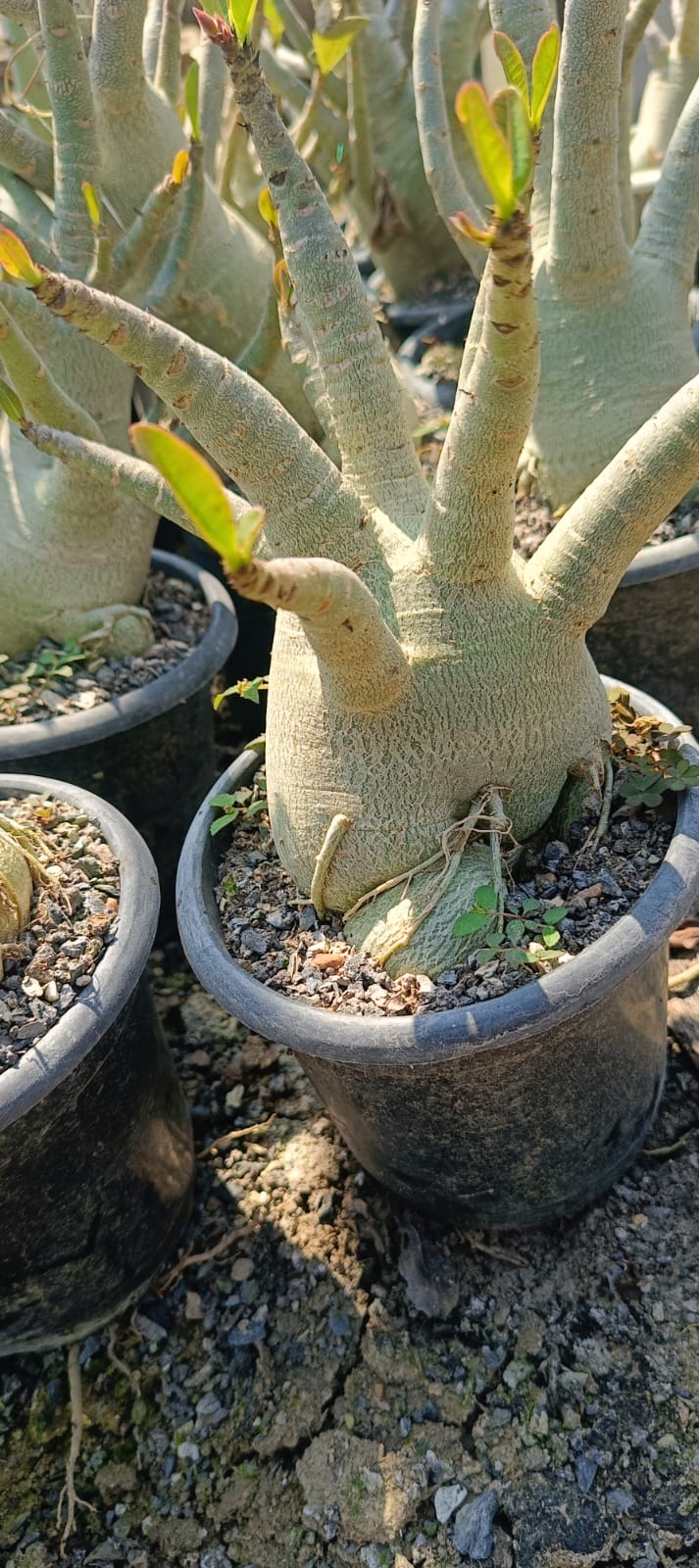 Adenium Arabicum