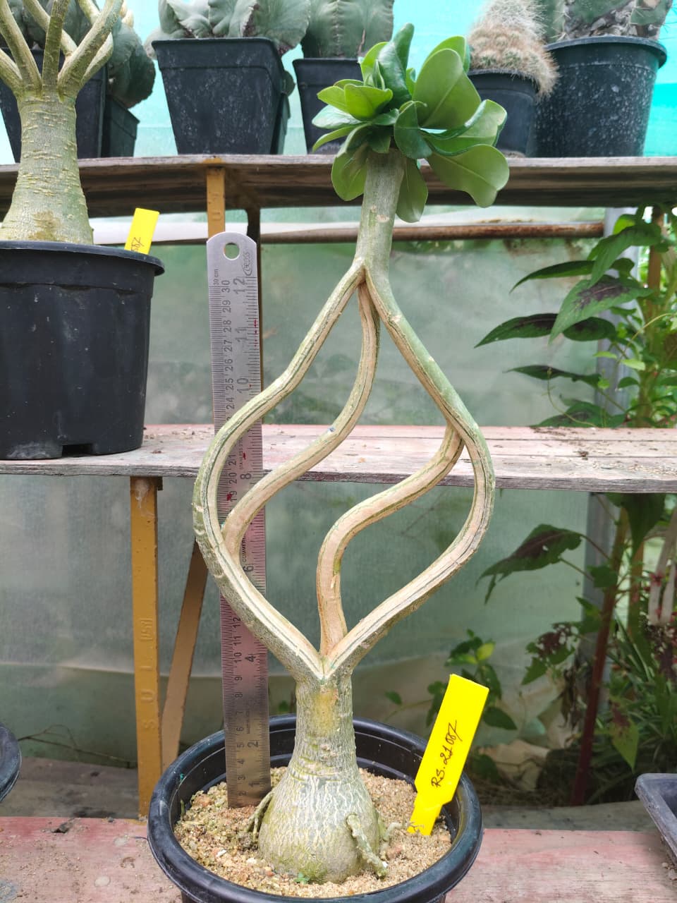 Adenium Model