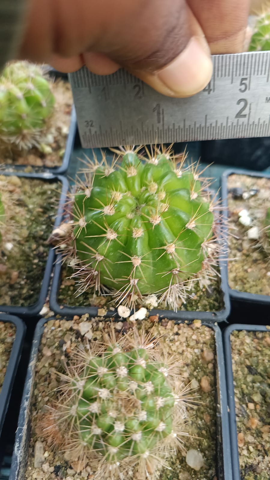 Echinopsis calochlora