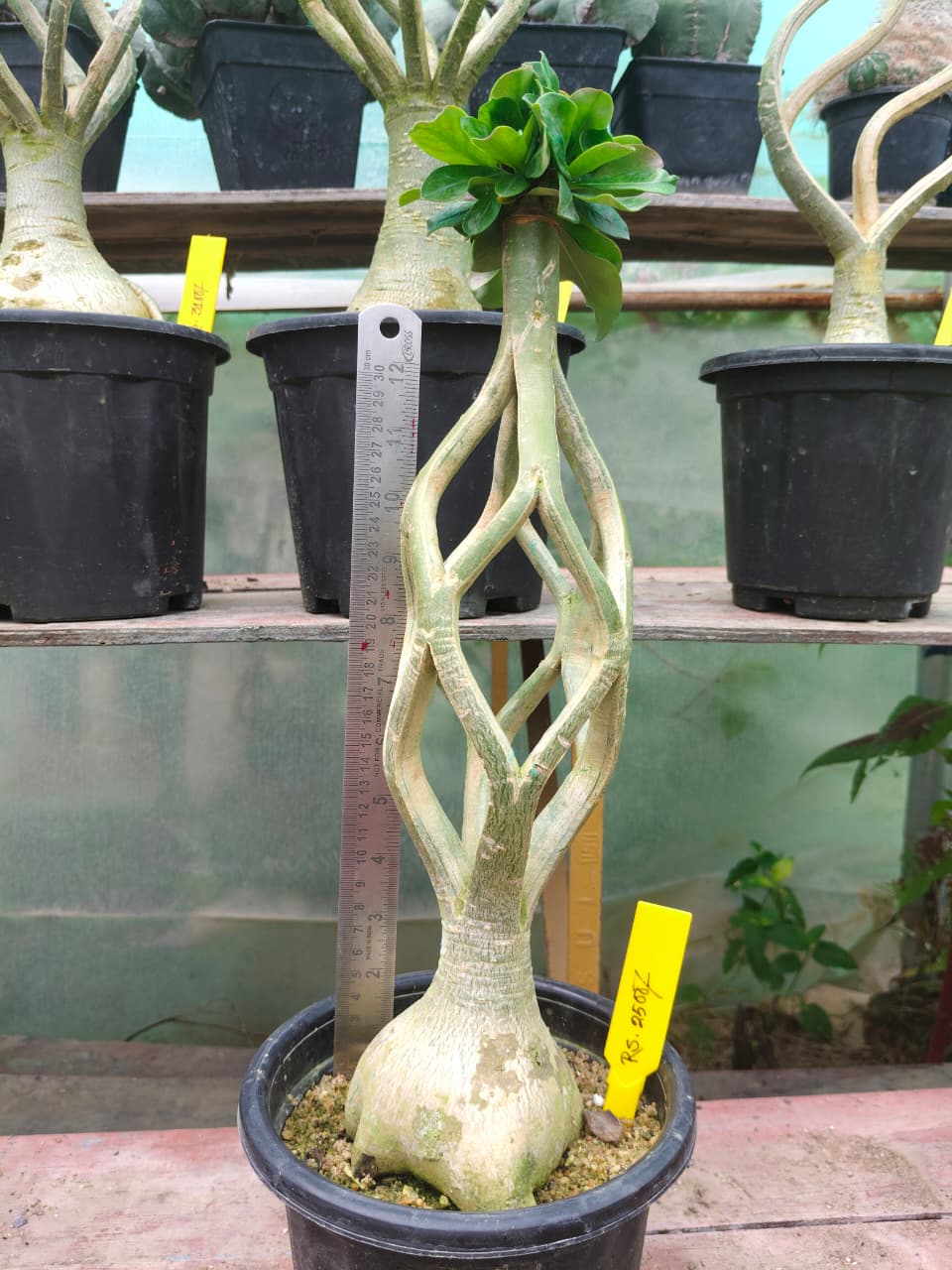 Adenium Model