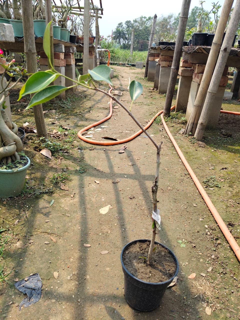 Hybrid Black Jamun (2-2.5 feet)