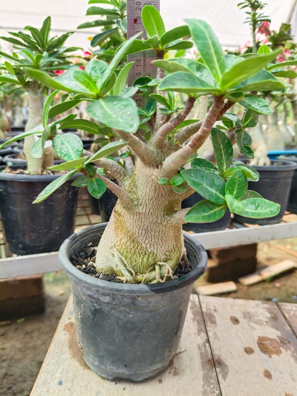 Adenium Arabicum