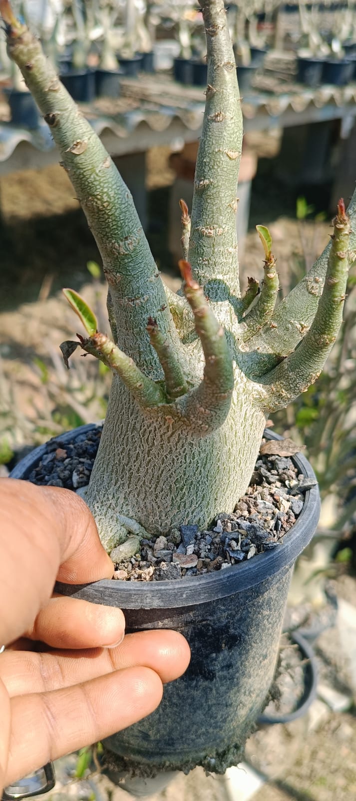 Adenium Arabicum