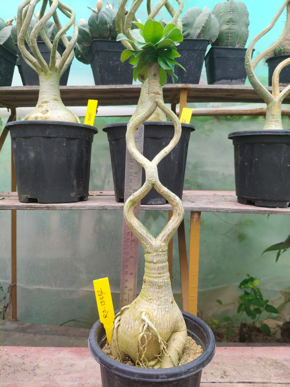 Adenium Model