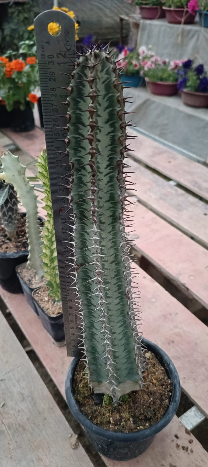 Euphorbia confinalis rhodesia