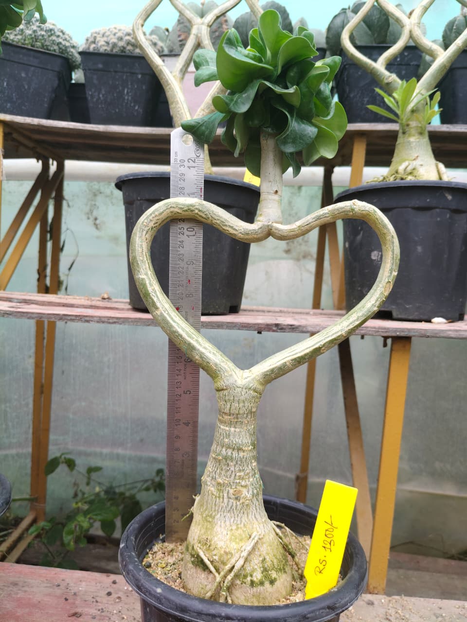 Adenium Model