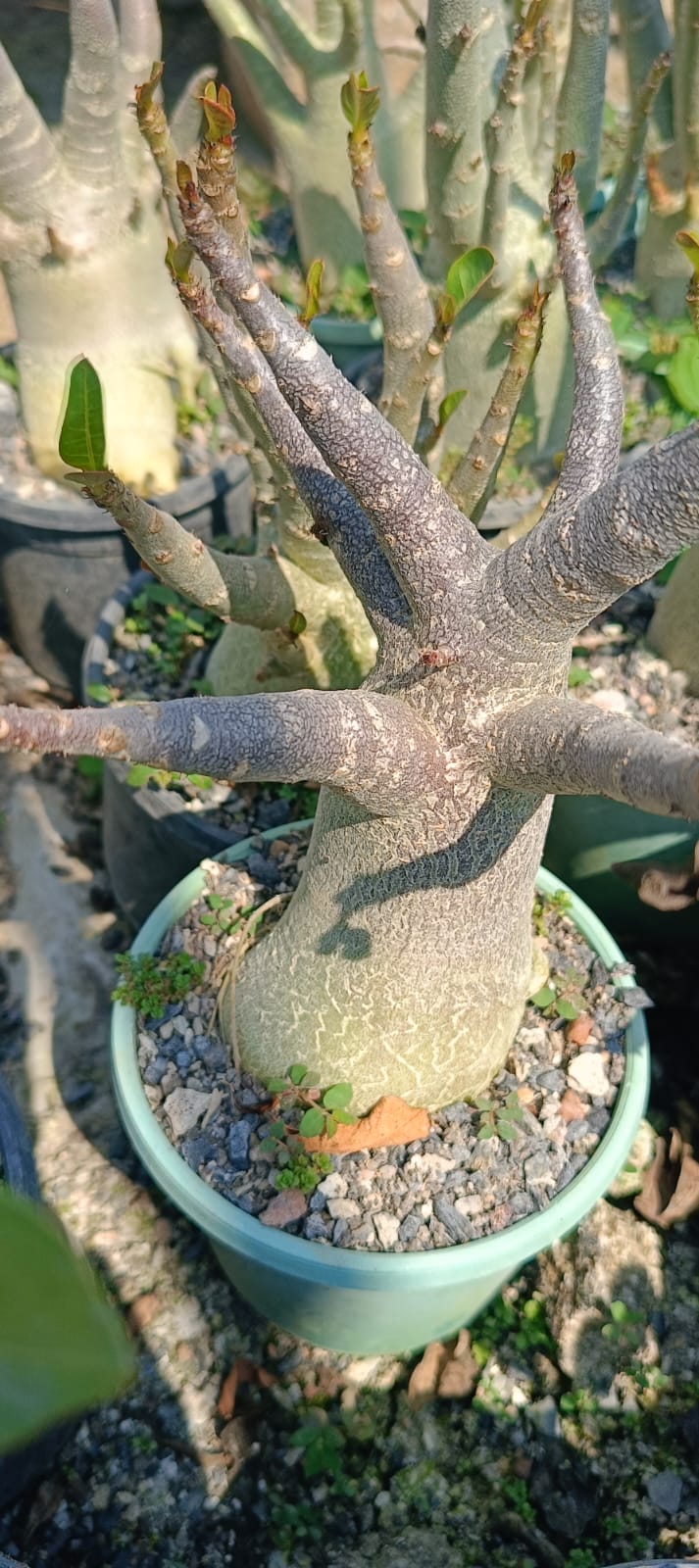 Adenium Arabicum