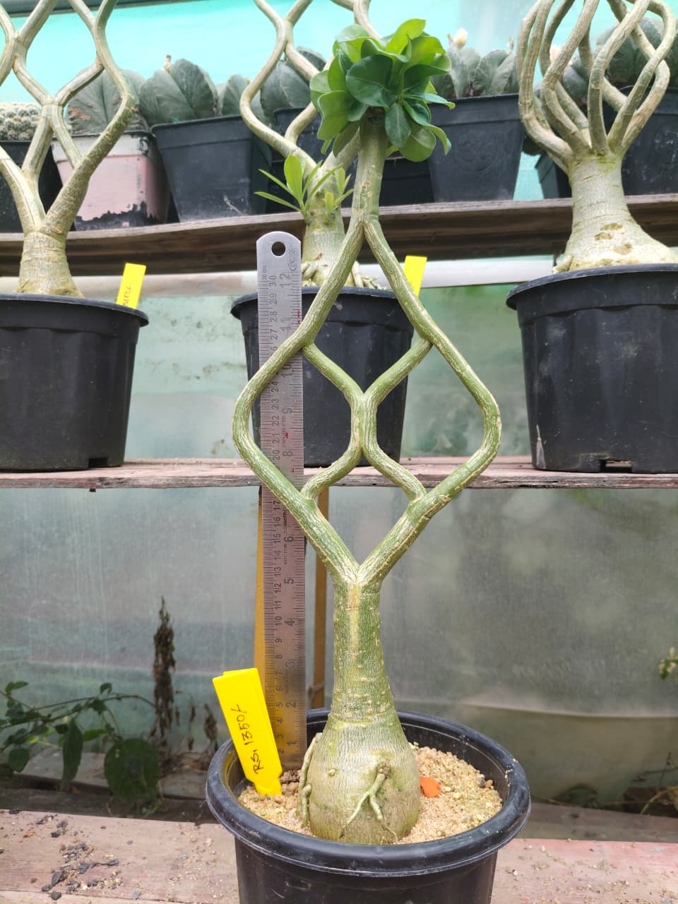 Adenium Model