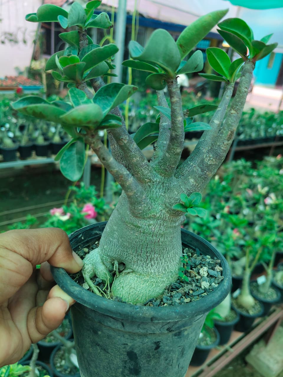 Adenium Arabicum