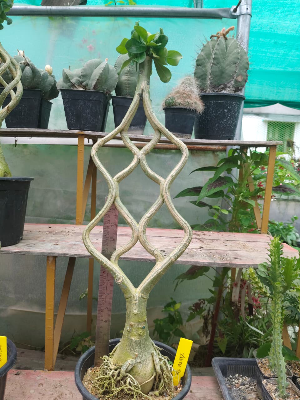 Adenium Model