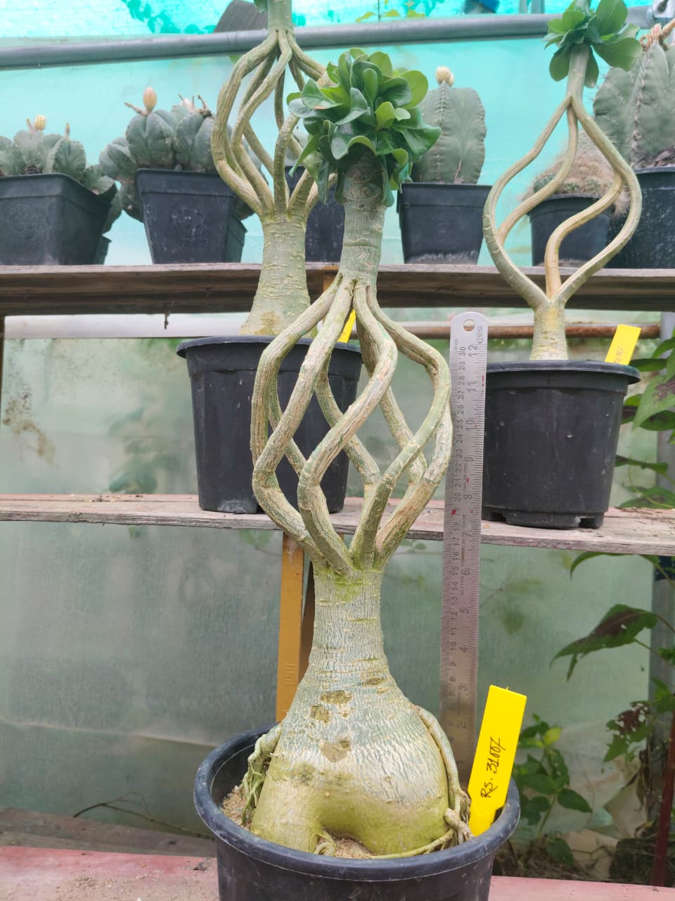 Plant Detail