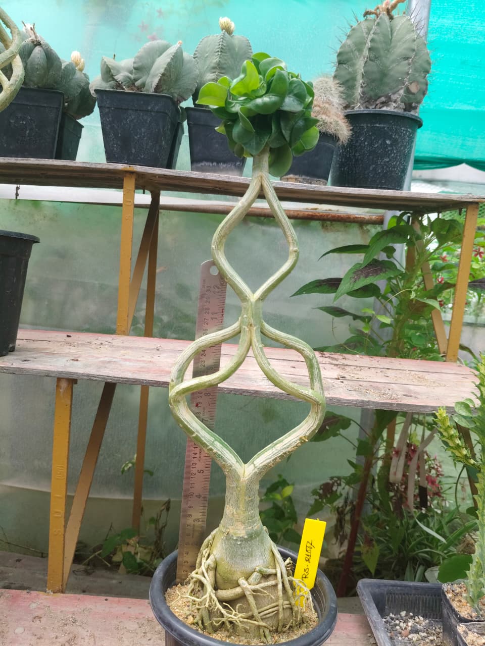 Plant Detail