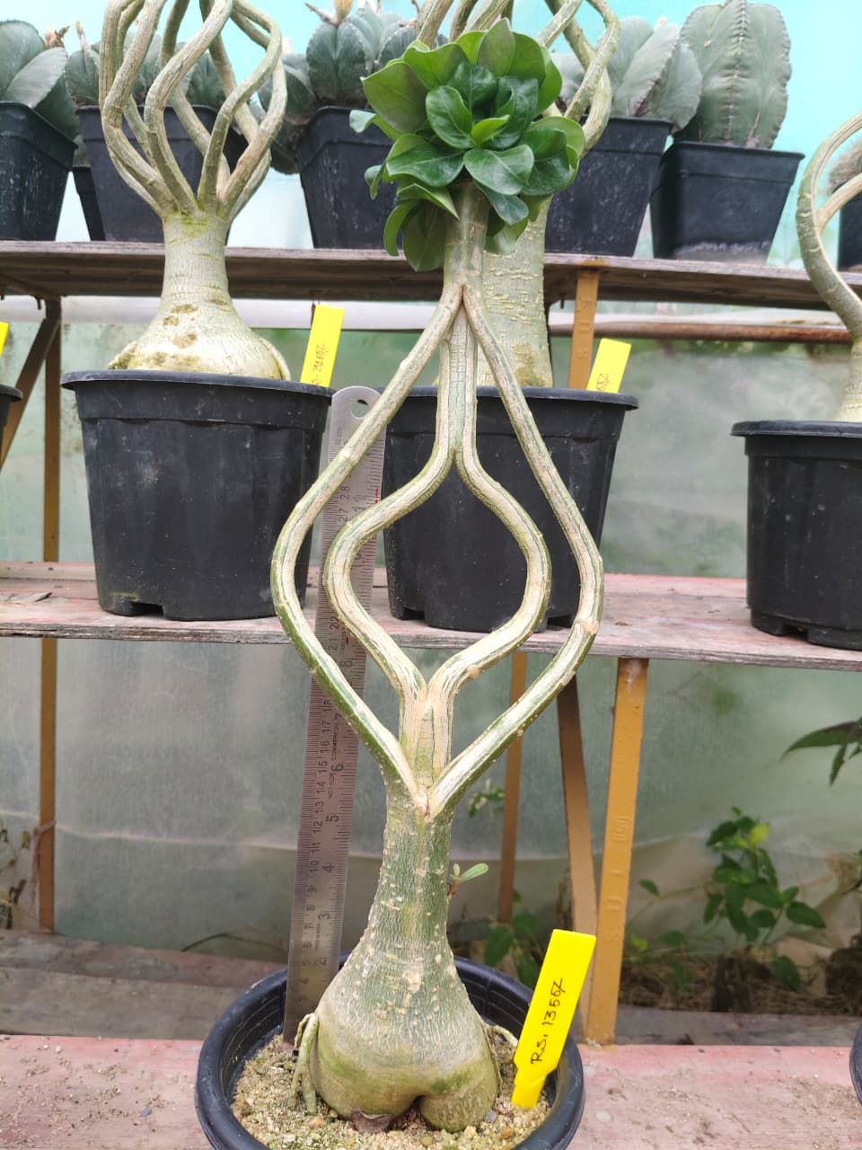Plant Detail