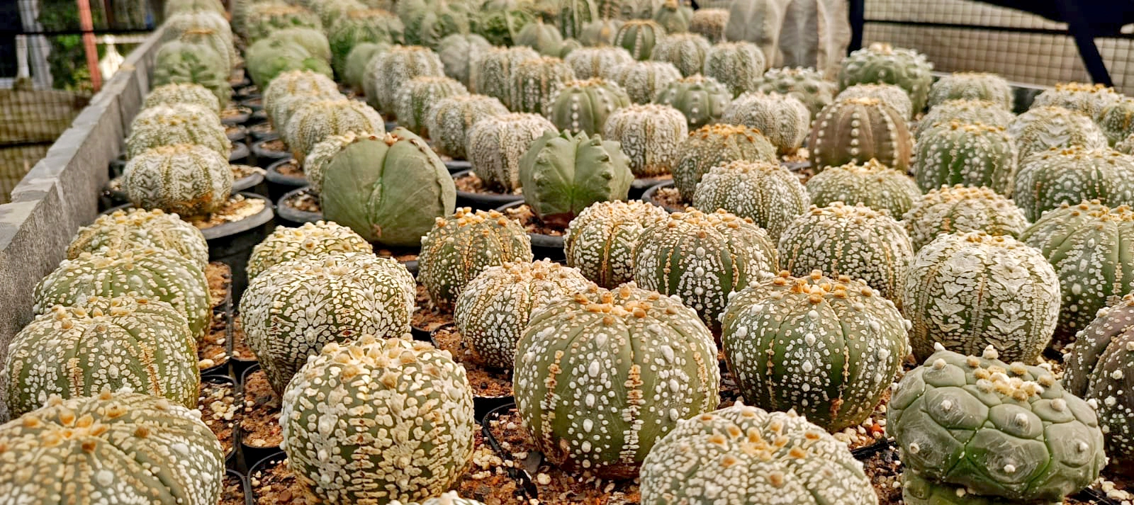 Exotic nursery plants collection in Jirat,Hooghly