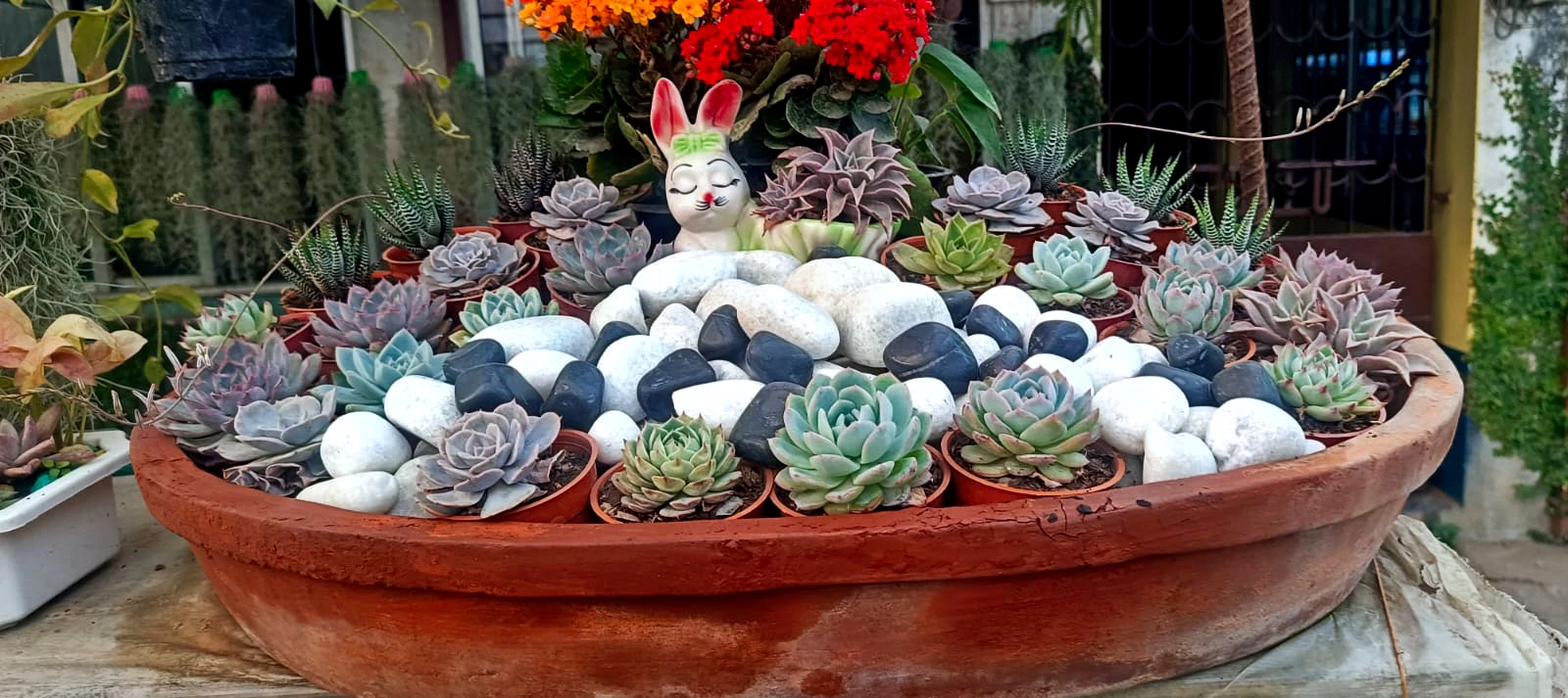 Rare adenium desert roses at Pusparani Nursery