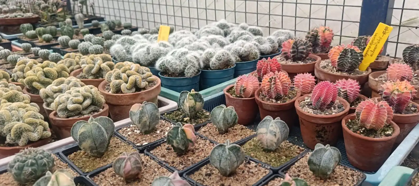 Exotic flowering adenium plants at Pusparani Nursery Jirat