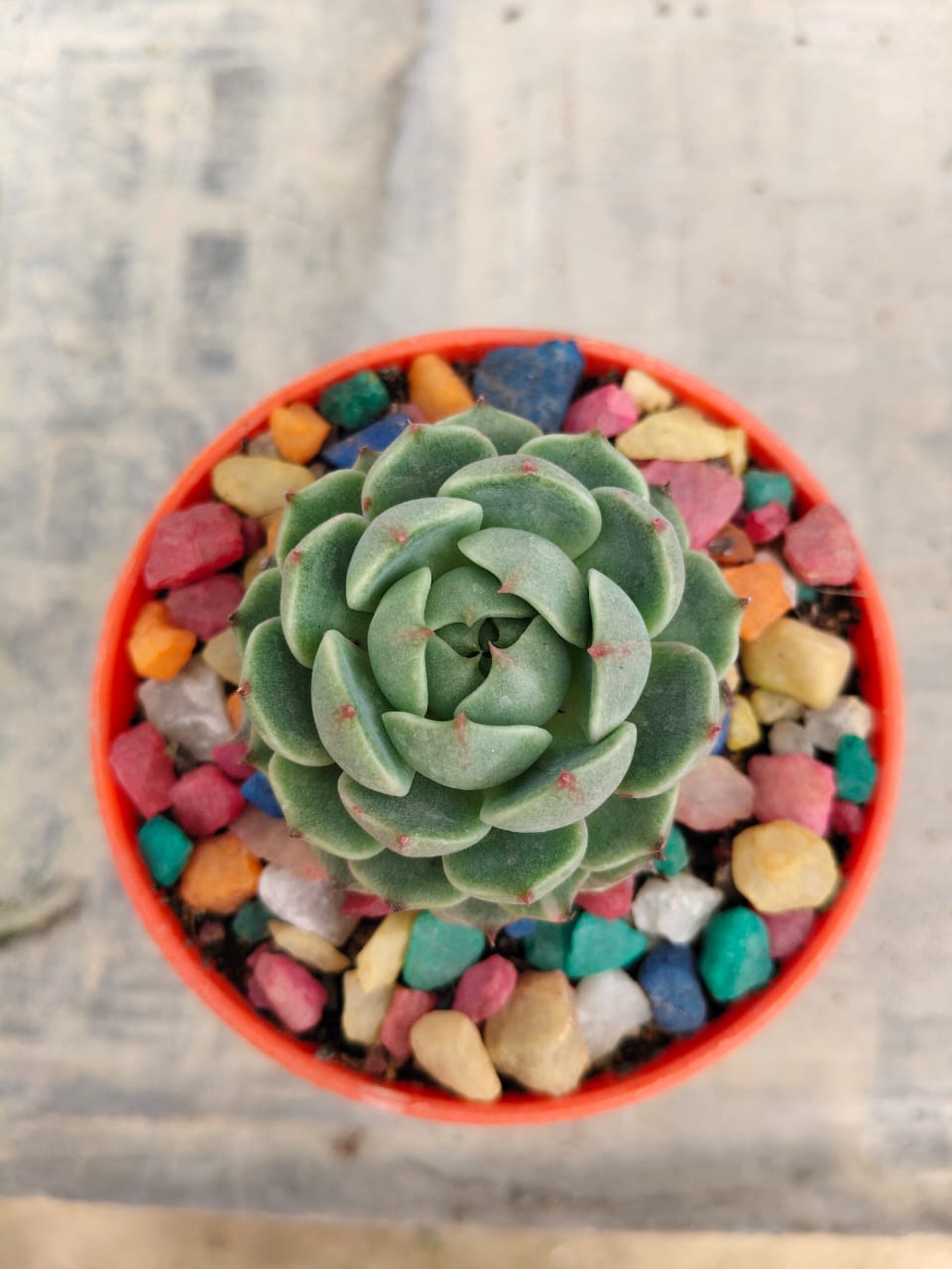 Echeveria ben badis