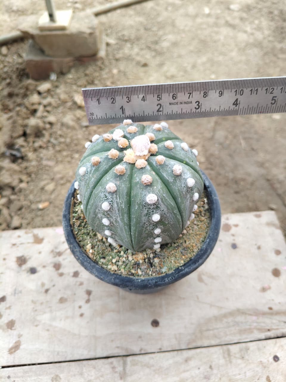 Astrophytum asteris