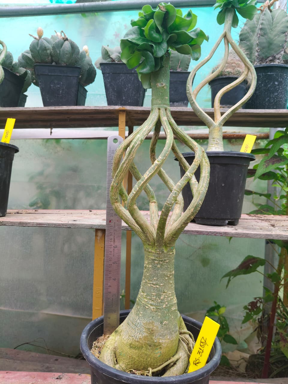 Adenium Model