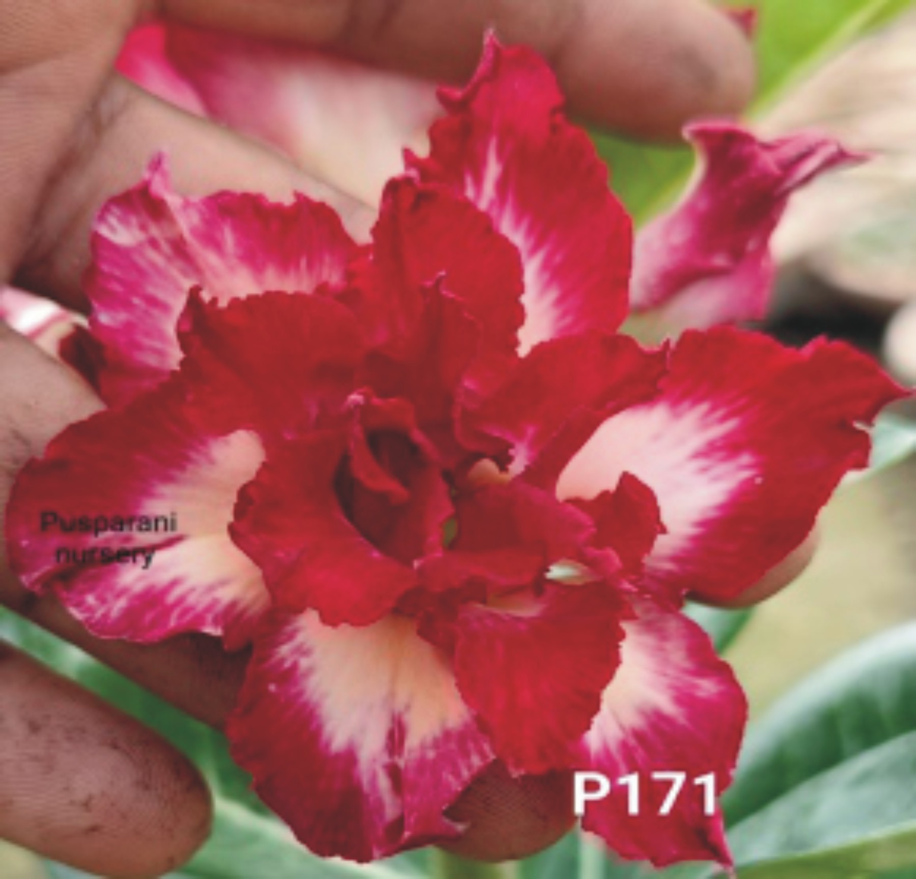 Adenium