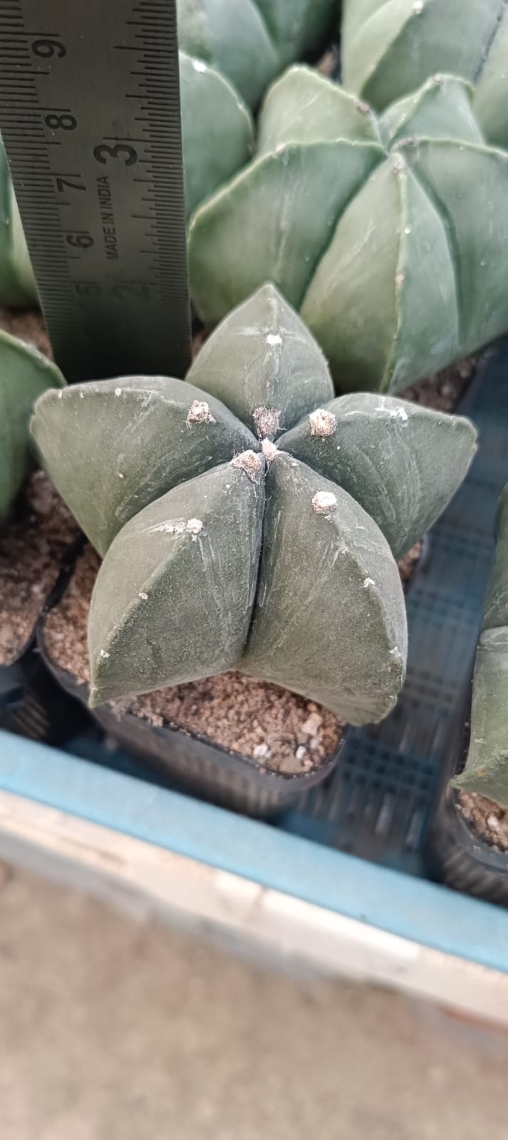 Astrophytum Myriostigma nudum ( 5 rebis)