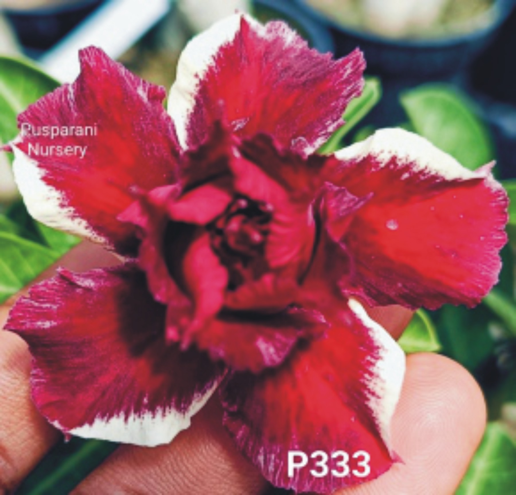 Adenium